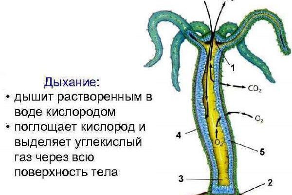 Vk8 at кракен рабочий